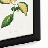 Romanticism Art: "Graptophyllum Pictum Leaf" Botanical Canvas Print
