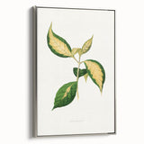Romanticism Art: "Graptophyllum Pictum Leaf" Botanical Canvas Print