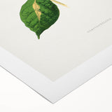 Romanticism Art: "Graptophyllum Pictum Leaf" Botanical Canvas Print