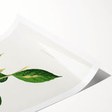 Romanticism Art: "Graptophyllum Pictum Leaf" Botanical Canvas Print