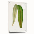 Romanticism Art: "Dracaena Leaf" Botanical Canvas Print
