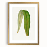 Romanticism Art: "Dracaena Leaf" Botanical Canvas Print