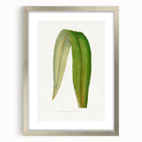 Romanticism Art: "Dracaena Leaf" Botanical Canvas Print