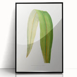 Romanticism Art: "Dracaena Leaf" Botanical Canvas Print