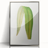 Romanticism Art: "Dracaena Leaf" Botanical Canvas Print