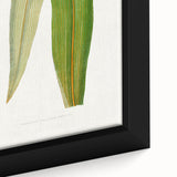 Romanticism Art: "Dracaena Leaf" Botanical Canvas Print