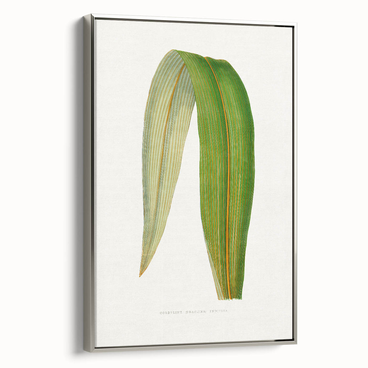 Romanticism Art: "Dracaena Leaf" Botanical Canvas Print