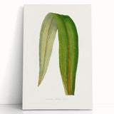 Romanticism Art: "Dracaena Leaf" Botanical Canvas Print