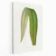 Romanticism Art: "Dracaena Leaf" Botanical Canvas Print
