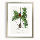 Romanticism Art: "Stag Beetle" Wildlife Botanical Canvas Print