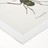 Romanticism Art: "Stag Beetle" Wildlife Botanical Canvas Print