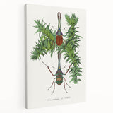 Romanticism Art: "Stag Beetle" Wildlife Botanical Canvas Print