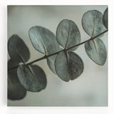 Black and white close-up photo of leaves on a stretched canvas, suitable as large kitchen wall art.