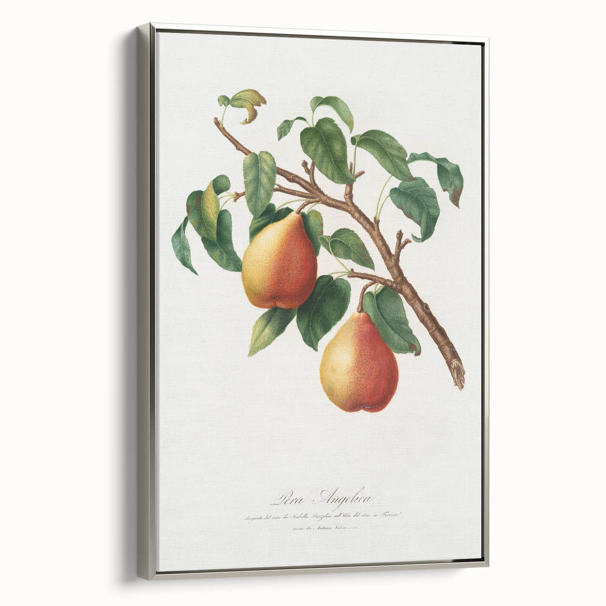 Realism Art Print - Wild European Pear by Giorgio Gallesio Canvas Art