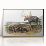 Romanticism Art: "Moose Deer" Wildlife Illustration Canvas Print