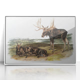 Romanticism Art: "Moose Deer" Wildlife Illustration Canvas Print