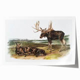 Romanticism Art: "Moose Deer" Wildlife Illustration Canvas Print