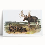 Romanticism Art: "Moose Deer" Wildlife Illustration Canvas Print