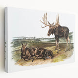Romanticism Art: "Moose Deer" Wildlife Illustration Canvas Print