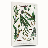 Romanticism Art: "Caterpillars and Chrysalis" Botanical Canvas Print