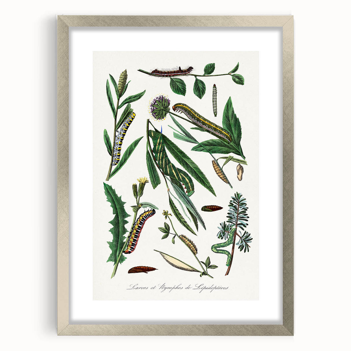 Romanticism Art: "Caterpillars and Chrysalis" Botanical Canvas Print