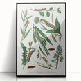 Romanticism Art: "Caterpillars and Chrysalis" Botanical Canvas Print