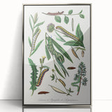 Romanticism Art: "Caterpillars and Chrysalis" Botanical Canvas Print