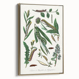 Romanticism Art: "Caterpillars and Chrysalis" Botanical Canvas Print