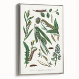 Romanticism Art: "Caterpillars and Chrysalis" Botanical Canvas Print