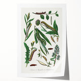 Romanticism Art: "Caterpillars and Chrysalis" Botanical Canvas Print