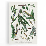 Romanticism Art: "Caterpillars and Chrysalis" Botanical Canvas Print