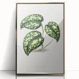Romanticism Botanical Art: Pothos Argyraea Leaf Print on Canvas