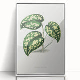 Romanticism Botanical Art: Pothos Argyraea Leaf Print on Canvas