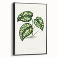 Romanticism Botanical Art: Pothos Argyraea Leaf Print on Canvas