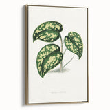 Romanticism Botanical Art: Pothos Argyraea Leaf Print on Canvas