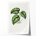 Romanticism Botanical Art: Pothos Argyraea Leaf Print on Canvas