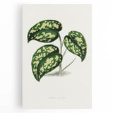 Romanticism Botanical Art: Pothos Argyraea Leaf Print on Canvas