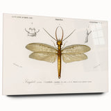 Romanticism Art Print: Eastern Dobsonfly Illustration by D'Orbigny