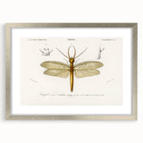 Romanticism Art Print: Eastern Dobsonfly Illustration by D'Orbigny