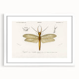 Romanticism Art Print: Eastern Dobsonfly Illustration by D'Orbigny