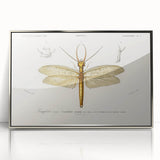 Romanticism Art Print: Eastern Dobsonfly Illustration by D'Orbigny