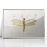 Romanticism Art Print: Eastern Dobsonfly Illustration by D'Orbigny