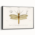 Romanticism Art Print: Eastern Dobsonfly Illustration by D'Orbigny