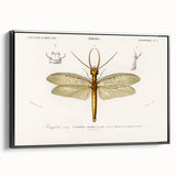 Romanticism Art Print: Eastern Dobsonfly Illustration by D'Orbigny