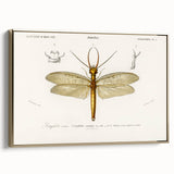 Romanticism Art Print: Eastern Dobsonfly Illustration by D'Orbigny