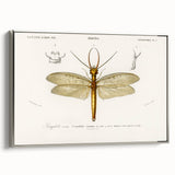 Romanticism Art Print: Eastern Dobsonfly Illustration by D'Orbigny