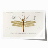 Romanticism Art Print: Eastern Dobsonfly Illustration by D'Orbigny