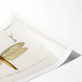 Romanticism Art Print: Eastern Dobsonfly Illustration by D'Orbigny