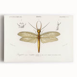Romanticism Art Print: Eastern Dobsonfly Illustration by D'Orbigny