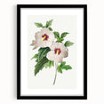 Neoclassical Art Prints: Hibiscus Elegance - Pierre Redouté Classic